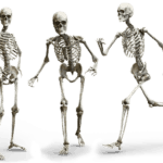 חלוקת השלד כל 206 העצמות בגוף האדם - שיעור 1
