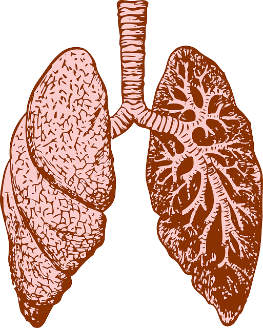 מערכת הנשימה - אנטומיה ומבנה מערכת הנשימה ופתולוגיות - שיעור 5